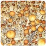 Псилоцибиновые (галлюциногенные)  грибы Psilocybin "Golden Teacher" в Севастополе